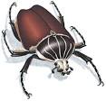 Insects: Animal Facts: Animal Planet