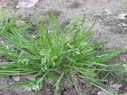 Kentucky Blue Grass - Poa pratensis - Outdoor Plants - Plant ...