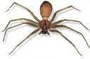 brown recluse spider picture