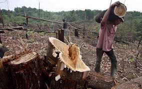 BAAHDUODU SAYS: STOP ILLEGAL LOGGING