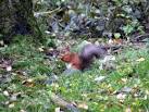 to have increased again since a bad outbreak of the Squirrel Pox Virus - via Daymix