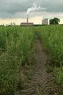 Willow energy crop and Cottam - via Daymix