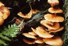 Introduction to the Fungi