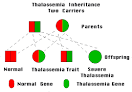 of Beta <b>Thalassemia</b>