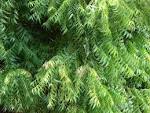 Neem - <b>Azadirachta</b> indica