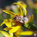 Ambush Bugs - Bandelier National Monument