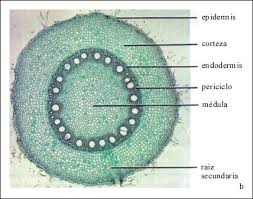 Endodermis