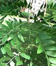 Gleditsia triacanthos var. inermis