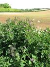 Comfrey extract is used for treating acne, boils, bronchitis, - via Daymix