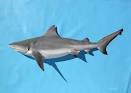 FLMNH Ichthyology Department: Bull Shark