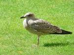 black beaked sea bird on grass - via Daymix