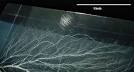 Lightning Strike Lichtenberg Figures - Crazing
