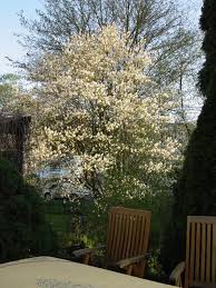 Ein blühender Baum im Garten meines Hauses am - Landschaftsfotos. - ein-bluehender-baum-garten-meines-17886