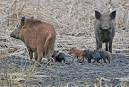http://www.animalspot.net/wp-content/uploads/2011/08/Feral-Pig-Photos.jpg