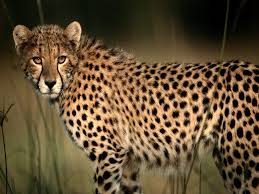 external image images?q=tbn:ANd9GcSYujGeOUmNkKfbUy58z0A0scWrLOtijzEZctKh9S9pgPBiNQef