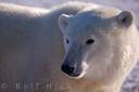 Largest Land Carnivore Polar Bear