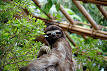 220px-SLOTHDWA.jpg