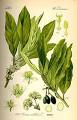 220px-Illustration_Laurus_ ...