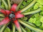 File:<b>Bromeliaceae</b>-Neoregelia-