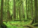 Future of Washington Forests