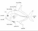 Fishes