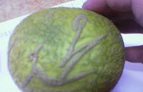 صورة