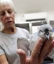A BIRD IN THE HAND: Wendy Reid from Anexa Health Centre inspects a fairy ... - 5294933