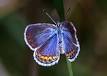 220px-Lycaeides_melissa_ ...