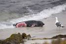 shark attacks on humans