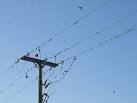 House Martins on the power lines. I see more house martins than sparrows - via Daymix