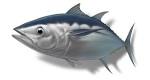 Sustainable Sushi » Maguro » Sustainable Sushi