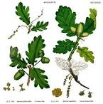 Angiosperm families - Fagaceae Dum.