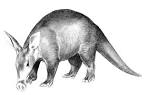 Aardvarks - Everything you always wanted to know!