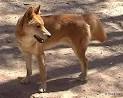 Australian DINGO Home Page