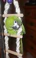 New Parrot Photo
 Contest -  Pa ...
