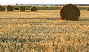 external image images?q=tbn:ANd9GcS_5QigH_ejy_MhF-94YbbNmH0SzDsX_7EHCgcDG__nRjfk1eZw-g