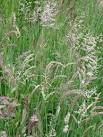 cultivar for gardens. - via Daymix