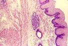 SIU SOM Histology