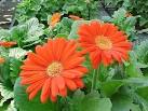 Top 15 NASA's Plants That Can Save Your Life!