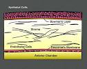 A to Z :: <b>Corneal stroma</b>