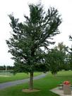 Ginkgo Tree - Ginkgo biloba