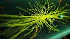 Higgs boson