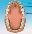 <b>Dentição Permanente</b> - começa a
