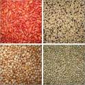 Exporter and trader of Rice, wheat, maize, Barley and corn