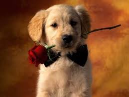 Una rosa para qe no me olvides