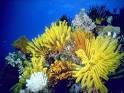 under water plants