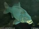 Cyprinus carpio Pictures, Cyprinus carpio Photos | PhotoBank ...