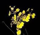 Oncidium reflexum - Dancing Doll Orchid - Orchidaceae