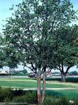 Texas Native Plants Database