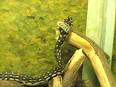 Snake - Wikipedia, the free encyclopedia